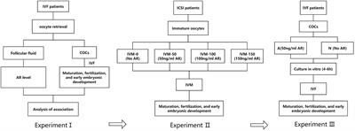 Application of amphiregulin in IVM culture of immature human oocytes and pre-insemination culture for COCs in IVF cycles